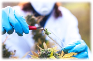 Cannabis clinical applications